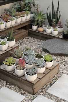 Succulent garden with various plants in white pots on wooden platforms, surrounded by pebbles.