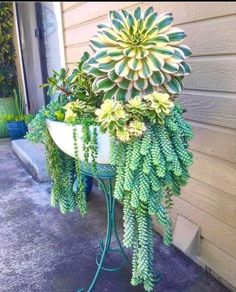 a potted plant on a stand with succulents growing out of it