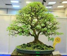 a bonsai tree is displayed in an office building