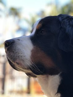 a close up of a dog looking off into the distance