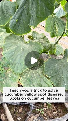 a plant with lots of leaves on it and the words teach you a trick to solve cucumber yellow spot disease spots on cucumber leaves