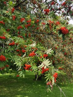 a tree with red berries on it in the middle of a grassy area next to some trees