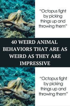 two pictures with an octopus on the bottom and one in the middle that says, 40 weird animal behavors that are as weird as they are impressive by picking things up and throwing them