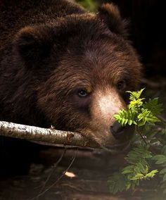 a large brown bear eating leaves off of a tree branch in the woods with sunlight shining on it's face