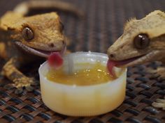 two lizards with their mouths open, eating something out of a small bowl on the ground