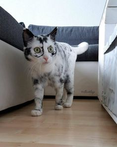 a black and white cat standing on top of a wooden floor next to a couch