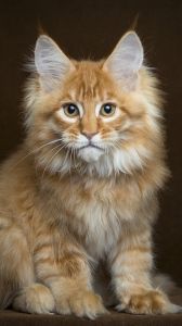 a fluffy orange cat sitting on top of a black floor next to a brown wall