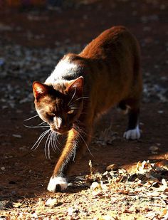 a cat walking across a dirt field next to leaves