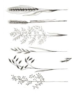 four different types of leaves and branches drawn in ink on white paper with black ink