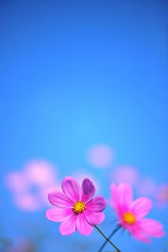 two pink daisies are in the foreground with a blue sky behind them,