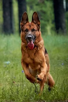 a dog running in the grass with its tongue out