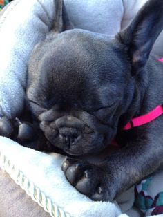 a small black dog sleeping on top of a blanket