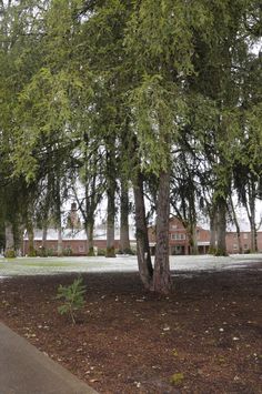 a tree with snow on the ground in front of a building and trees behind it