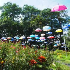 many colorful umbrellas are in the air above some bushes and flowers on a sunny day