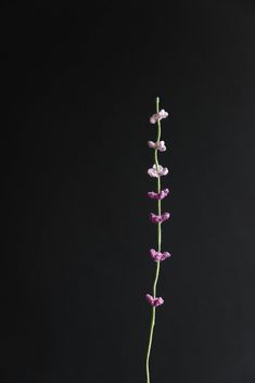 a purple flower in a white vase on a black tablecloth with a dark background