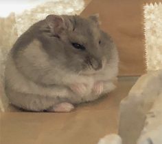 a gray and white hamster sitting on top of a cardboard box