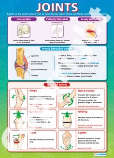 Joints Poster Gcse Pe, Marvel Diy, Biology Revision, Biology Classroom, Basic Anatomy And Physiology, Health And Physical Education, Gcse Science, Skeletal System, Biology Lessons