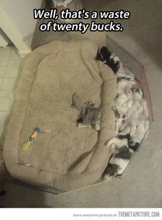 a cat laying on top of a dog bed next to a bath tub with cats in it