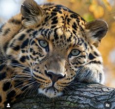 a close up of a leopard on a tree branch with its head resting on it's paw