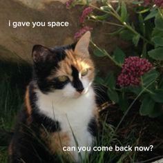 a calico cat sitting in the grass next to some pink flowers with caption that reads, i gave you space can you come back now?