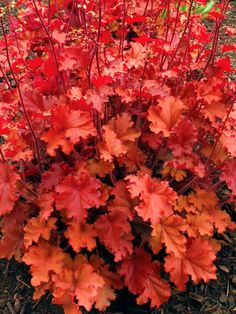 red and orange leaves are growing in the ground