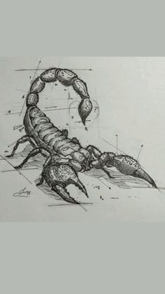 a drawing of a scorpion on paper