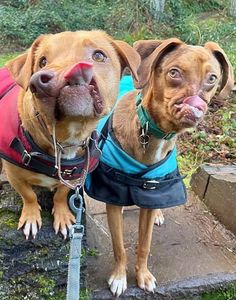 two brown dogs wearing jackets and leashes standing next to each other