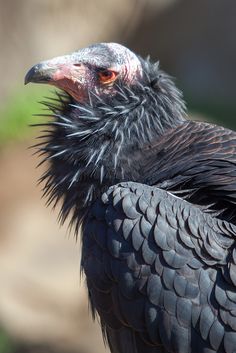 a close up of a black bird with very long feathers and an orange eye on it's head