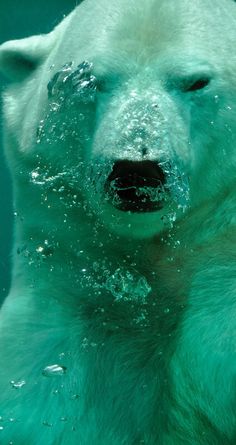 a polar bear is swimming in the water