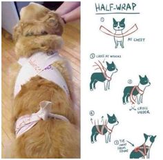 an image of a dog wearing a harness and instructions on how to tie it up