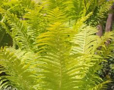 the green leaves of a fern tree