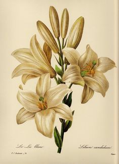 three white flowers with green stems on a white background, one is yellow and the other is brown