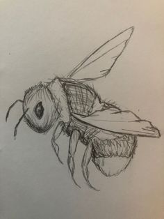 a pencil drawing of a bee sitting on top of a piece of paper