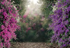 an image of purple flowers in the middle of a forest with sunlight coming through them