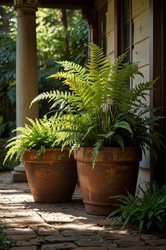 two large potted plants sitting on the side of a house