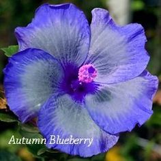 a blue flower with purple stamens and green leaves in the background, surrounded by greenery