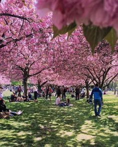 many people are sitting on the grass under pink trees