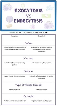 the differences between exocty and endoctations in an english text book