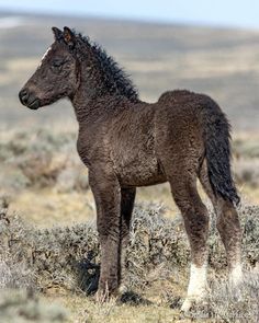 a small brown horse standing on top of a dry grass field