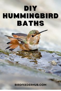 a hummingbird swimming in the water with text overlay saying diy hummingbird baths