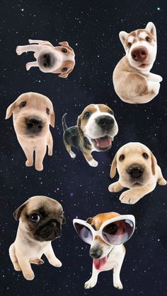 six dogs with sunglasses on their heads and stars in the sky behind them, all looking up at the camera