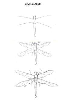 three different types of dragonflies are shown in this drawing technique, and each one is drawn