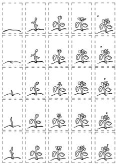 the worksheet shows how to draw flowers and plants in different stages of development