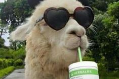 an alpaca wearing heart shaped sunglasses and drinking from a cup with a straw in its mouth