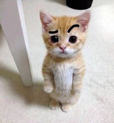 an orange and white kitten standing on its hind legs looking at the camera with one eye wide open