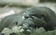 #otter #otters #ottercute #otterlove #otterpinterest #ottersden Spirit Animal