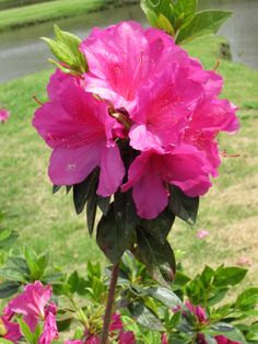 a pink flower with green leaves in the foreground and a body of water in the background