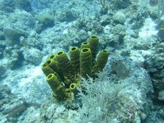 some very pretty green corals on the ocean floor