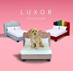 a dog sitting on top of a couch in front of a pink background with the words luxury collection