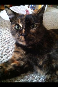 a calico cat laying on the floor looking at the camera